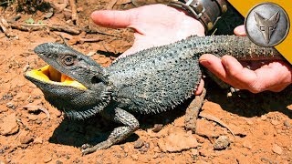 BEARDED DRAGON  Finally Caught One [upl. by Merras572]