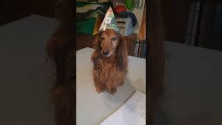 🎂🎈Der alte Champ 😍😍 sheltie pets birthday [upl. by Mazlack]