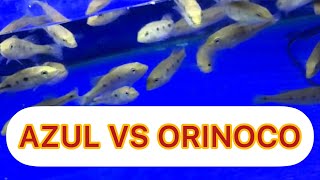 Perbandingan Pertumbuhan Pbass Azul vs Orinoco Mana yang Lebih Cepat [upl. by Magnolia]