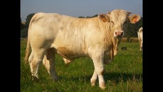 Elevage de charolais  la période hivernale au GAEC ROLIN [upl. by Nnaeel]