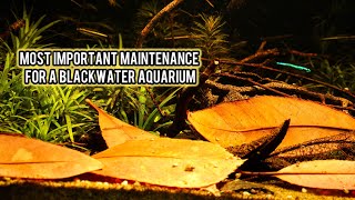 The MOST important part of maintaining a BLACKWATER aquarium [upl. by Enyad992]