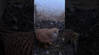 Kestrel inspects the nest box webcams birdcams live wildlife nature shorts birds [upl. by Scarface83]