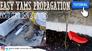 How to Grow Yams at Home organicgardening [upl. by Ulphiah]