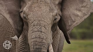 Elephants Eating Baobab Tree in Ruaha  360° Virtual Tour [upl. by Aital567]