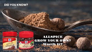 Did You Know Allspice Can Be Grown at Home Wondering If Growing It Yourself Is a Smart Choice Yes [upl. by Ailefo]