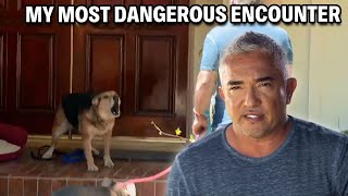 My Most Dangerous Case  A German Shepherd That Attacks 247  Cesar 911 Season 3 Ep 5  Part 1 [upl. by Schulze654]