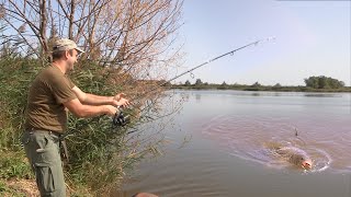 Pecanje šarana i štuke na jezeru Grabovo u Hrvatskoj  Fishing carp and pike on lake FULL VIDEO [upl. by Culberson]