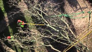 Climbersway Tree Care Tree Surgeons Tree Dismantle [upl. by Azrim]