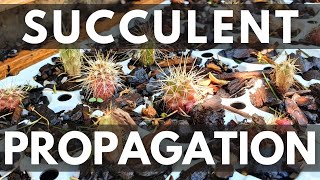 Succulent Propagation Easiest Way to Grow Succulent Seeds [upl. by Engamrahc525]