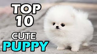 TOP 10 CUTE PUPPY BREEDS [upl. by Giorgio510]