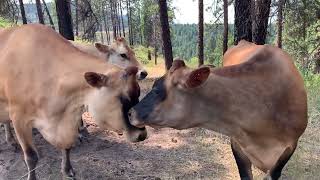 Grooming with the Cows [upl. by Kamillah]