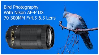 Bird Photography with Nikon AFP DX 70300mm F4563G ED VR [upl. by Niarb]