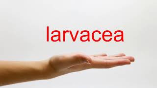 How to Pronounce larvacea  American English [upl. by Yrolg]