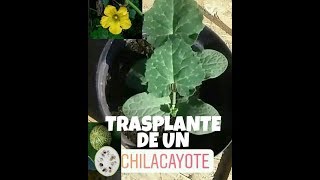 Como Trasplantar Una Planta de Chilacayote CUCURBITA FICIFOLIA [upl. by Lrigybab807]