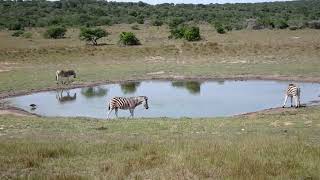 Amakhala Game Reserve 4 South Africa [upl. by Nadnal867]