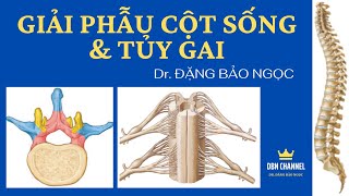 GIẢI PHẪU CỘT SỐNG VÀ TỦY GAI  DBN CHANNEL [upl. by Yasu]