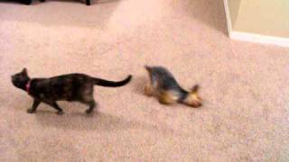 Toy Yorkie does hilarious 2 legged crawl after bath [upl. by Nylde]