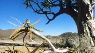 Desert Tree Has Suprising Way of Surviving  David Attenborough  BBC Studios [upl. by Aiseneg11]