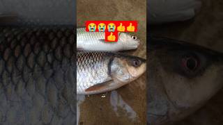 machhali 😭🐟🐟  machhali ka  machhal wala dikhao shorts viralvideo video fish [upl. by Hgielek]