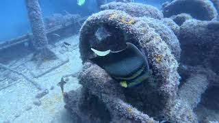 Fang Ming Wreck Dive Sea of Cortez Baja Mexico markmccaugherty3903 [upl. by Llertnahs]