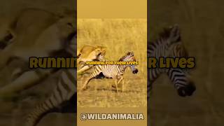 Mother Zebras Incredible Kick Saves Calf from Lioness Attack [upl. by Haela]