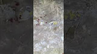 Blood trail Idaho 2024 elkhunt elk hunting [upl. by Ellenehs]