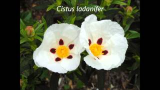 Cistus Essential Oil Education [upl. by Leland]