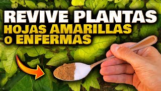 REVIVE tus PLANTAS en HORAS SALVA y CURA las HOJAS AMARILLAS o MARCHITAS  Abono Casero Orgánico [upl. by Iralav824]