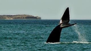 Ballenas de Puerto Madryn El DoradilloSublimes momentos SubSur [upl. by Lidah]