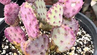 How do these pads stay so purple 🤔💜🏜️ Opuntia basilaris hybrid quotPurple Baby Rita Prickly Pearquot 🌺🌵🌞 [upl. by Hnid34]