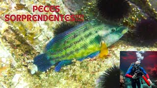 CONOCES A LOS LABRIDOS 🚤🐠quot animals nature documentary fish ocean sea video [upl. by Bencion]