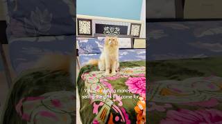 Billu se cheating😳😳 cat catcomedy billucat sajidcat billicomedy catvideos catlover billug [upl. by Garrick]