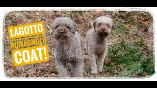 Lagotto Romagnolo coat and care [upl. by Julieta215]