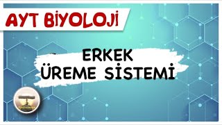 AYT Biyoloji  Erkek Üreme Sistemi sayfa120 [upl. by Ner]