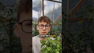 Comment garder le basilic du commerce en vie  🌱bouturage basilic bouture potager permaculture [upl. by Cattan]