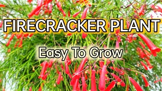 How to grow FIREKRACKER plant  RUSSELIA plant grow and care Coralfountaineplant [upl. by Orgell310]