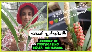 බෙකරි ඇන්තූරියම් හඳුනා ගනිමු Journey of propagating Anthurium Bekeri 🌿anthurium plantsflowers [upl. by Akila798]