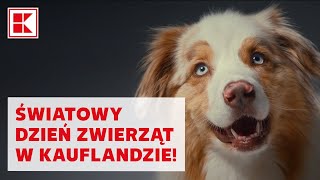 Światowy Dzień Zwierząt w Kauflandzie [upl. by Anitsirhcairam]