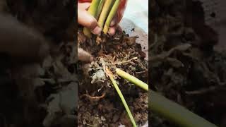 Propagation of Arikapalm Plants🪴🪴planting hacks propo gation houseplants Arika palmshorts [upl. by Belldame365]