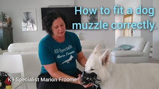 How to fit a muzzle correctly [upl. by Ahsatel462]