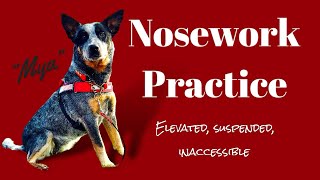 Canine Nosework Practice  Mya [upl. by Dwain]