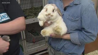 What you need to know before adopting a pet bunny [upl. by Adnalay]