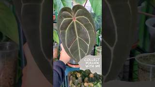 How to collect pollen from Anthurium plantchores houseplants tutorial pollination anthurium [upl. by Yhcir]