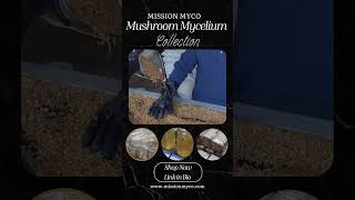 Mission Myco Mushroom Mycelium Collection mushroomlife mushroomgrowing garden mushroomprojects [upl. by Hertzog]