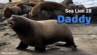 Barking Sea Lion Daddy  Sea Lion Daddy 28 [upl. by Natie]