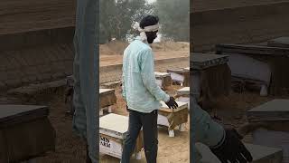 Ms honey bee farm  bee keeping India beekeeping honey [upl. by Adiell359]