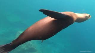 Swimming with Baby Sea Lions in the Sea of Cortez [upl. by Bremer]