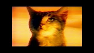 Meow Mix  Comercial [upl. by Kcyred]