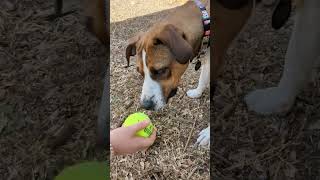 A912742 Pop Tart austinanimalcenter treeingwalkercoonhound coonhound dogs dog rescuedog [upl. by Gassman703]