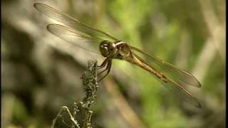 Dragonfly  National Park Animals for Kids [upl. by Anilecram88]